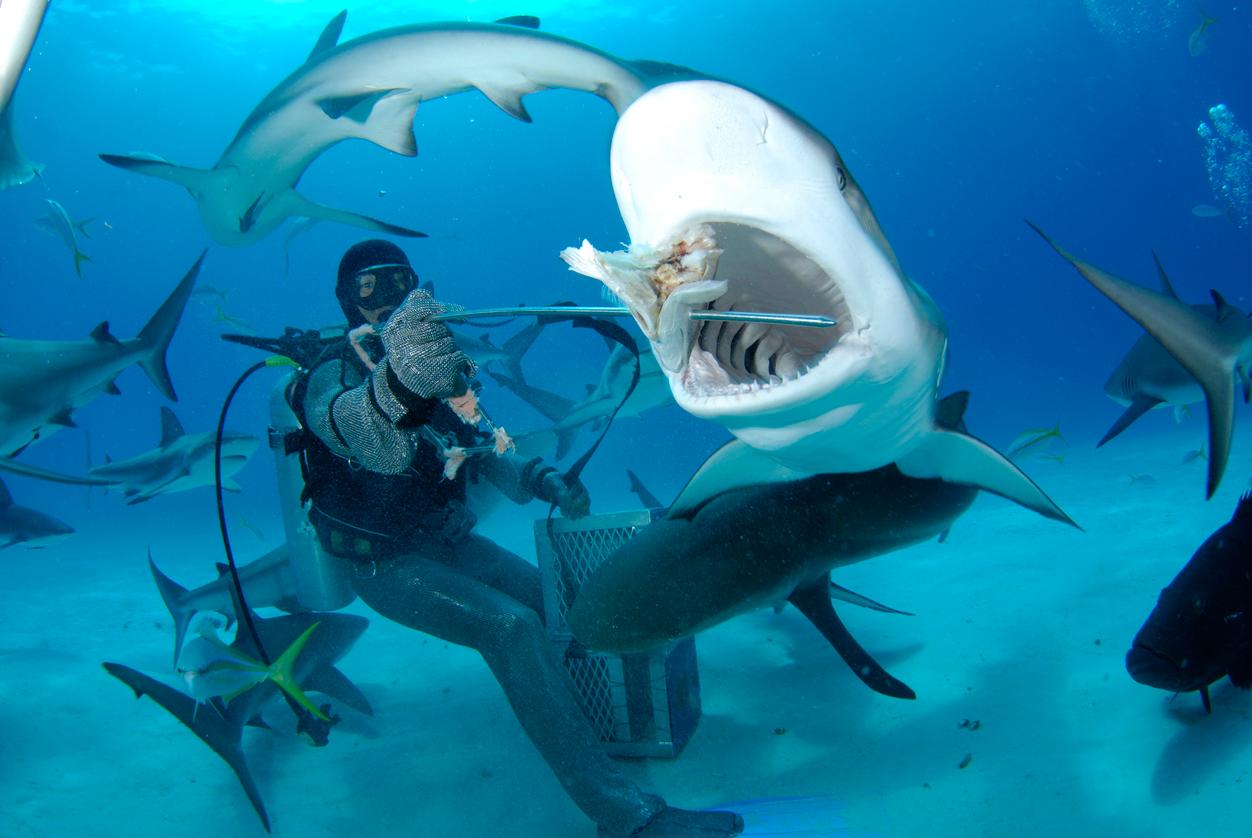 A scuba diver feeding a shark underwear while being surrounded by a bunch of smaller sharks.