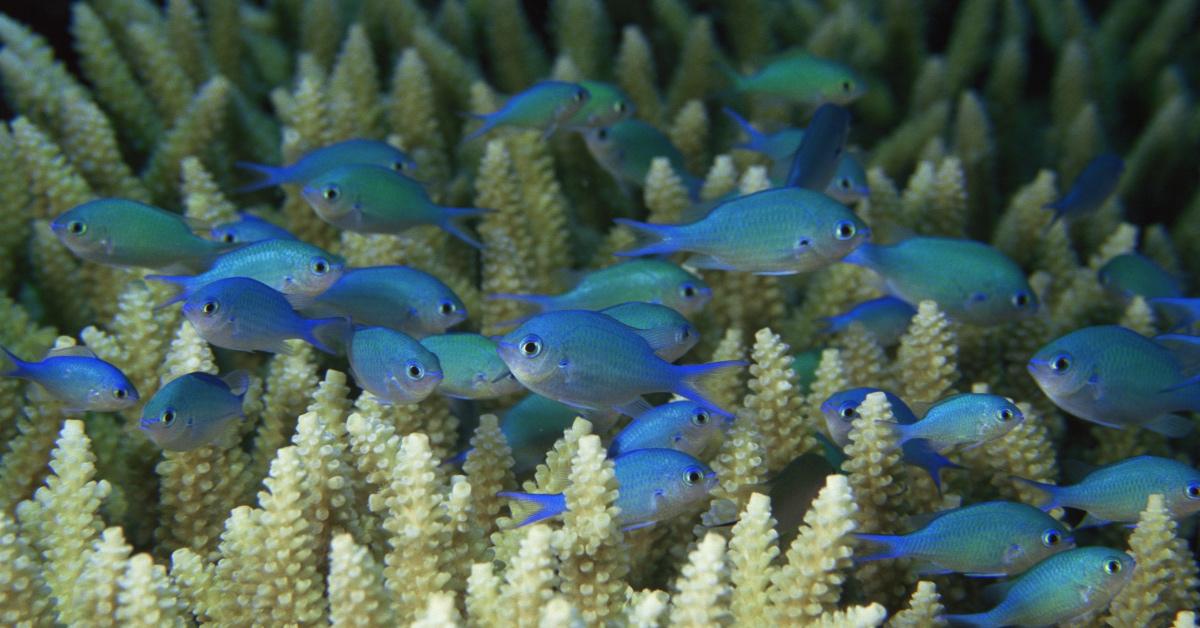 A school of bleu fish swims through a coral reef in the Great Barrier Reef. 