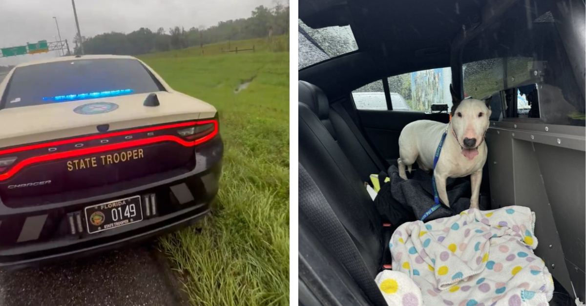 Deserted Florida Canine Tied to Fence Forward of Hurricane Milton’s Arrival