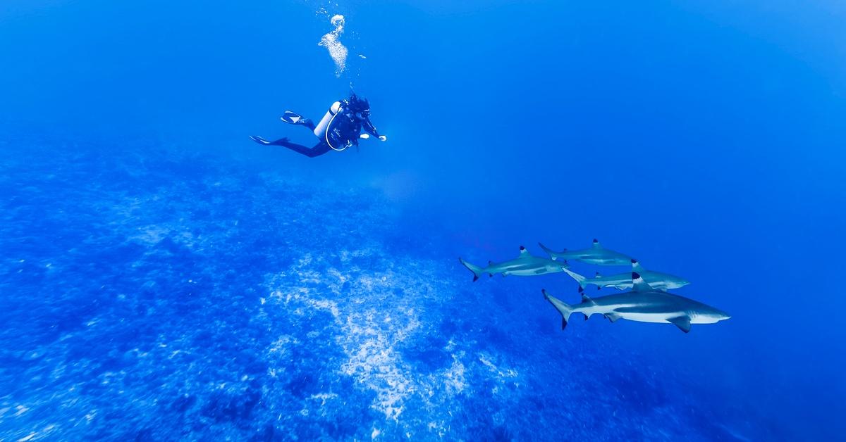 A diver in deep sea swims with four sharks.