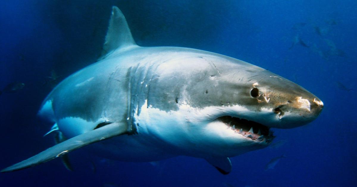 Great white shark swimming in water. 